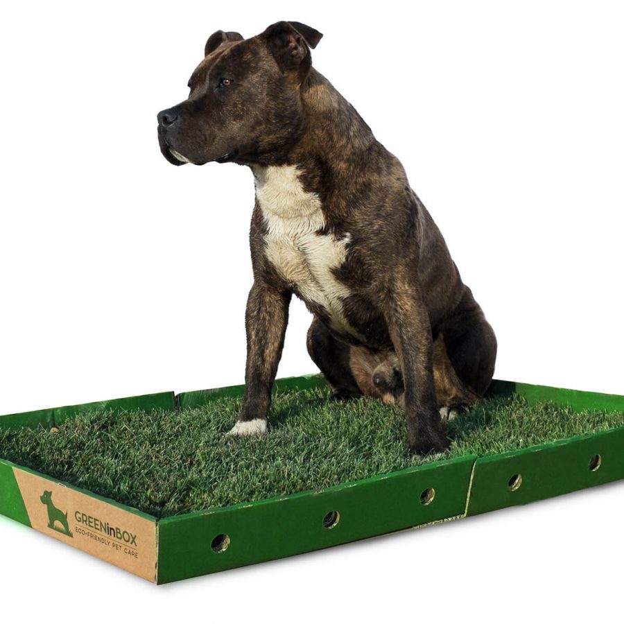 GreenInBox XL - Lettiera in vera erba per cani di taglia media
